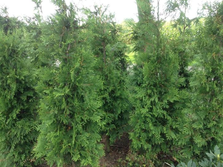 Thuja exsalsa, donkergroene haagconifeer, Tuin en Terras, Planten | Struiken en Hagen, Haag, Conifeer, 100 tot 250 cm, Ophalen