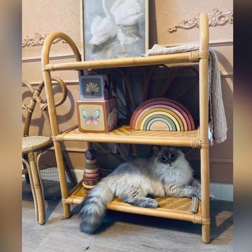 Neva masquerade katertje 1 jaar., Dieren en Toebehoren, Katten en Kittens | Raskatten | Langhaar, Kater, 0 tot 2 jaar, Met stamboom