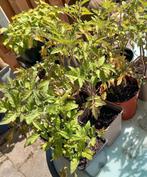 Tomaten planten .  .🍅🍅🍅.per stuk, Ophalen, Zomer, Volle zon