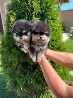 Pomeriaan pups, Dieren en Toebehoren, Honden | Chihuahua's en Gezelschapshonden, Rabiës (hondsdolheid), 15 weken tot 1 jaar, Overige rassen