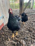 Kriel Wyandotte, Dieren en Toebehoren, Pluimvee, Meerdere dieren, Kip