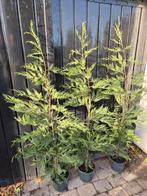 Leylandii coniferen 125-150 cm potgekweekt ruime voorraad!, Ophalen of Verzenden, Conifeer, Haag, 100 tot 250 cm