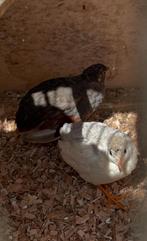 Jong koppel Chinese kwarteltjes, Dieren en Toebehoren, Meerdere dieren, Tropenvogel