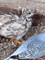 Chineze Dwergkwartel Haan, Dieren en Toebehoren, Pluimvee, Mannelijk, Kip