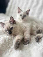 Ragdoll Kittens - 1 kater - 1 poes, Dieren en Toebehoren, Katten en Kittens | Raskatten | Langhaar, Meerdere dieren, Ontwormd