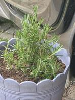 Rozemarijn 15 cm hoog. Met pot, Tuin en Terras, Bloembakken en Plantenbakken, Ophalen, Rond, Minder dan 60 cm, Minder dan 30 cm