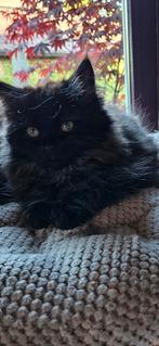 Blacksmoke langhaar kater, Kater, Ontwormd