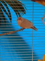 Zebravink, pop, 4 jaar oud, Dieren en Toebehoren, Vrouwelijk, Tropenvogel, Geringd