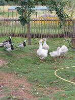 Brandgans te koop, Dieren en Toebehoren, Pluimvee, Mannelijk, Gans of Zwaan