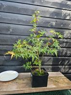 Acer palmatum pre-Bonsai - Japanse Esdoorn, In pot, Bloeit niet, Halfschaduw, Minder dan 100 cm