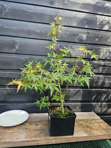 Acer palmatum pre-Bonsai - Japanse Esdoorn beschikbaar voor biedingen