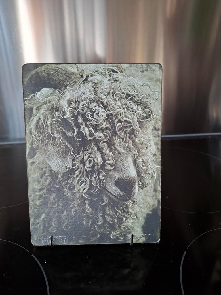 Sober schaap incl standaard, Ophalen of Verzenden, Minder dan 50 cm, Schilderij, Minder dan 50 cm