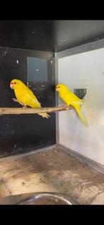 Kakariki, Parkiet