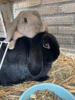 Twee lieve hangoor konijntjes, Dieren en Toebehoren, Konijnen, Mannelijk, Hangoor, 3 tot 5 jaar