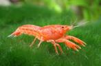 CPO Cambarellus patzcuarensis - Oranje dwergkreeft -Koidream, Kreeft, Krab of Garnaal, Zoetwatervis
