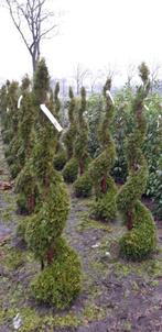 Thuja smaragd spiraal vormsnoei ruim 175 cm hoog, Tuin en Terras, Planten | Bomen, Overige soorten, Volle zon, Bloeit niet, Ophalen