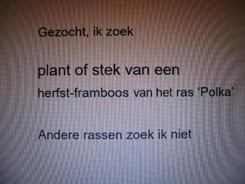 gezocht, plant of stek van herfst-framboos, ras 'Polka' beschikbaar voor biedingen