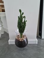 Cactus, Ophalen of Verzenden, Cactus, Volle zon, Minder dan 100 cm