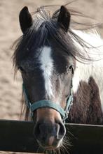 Bonte grote C pony merrie, Dieren en Toebehoren, Merrie, Recreatiepony