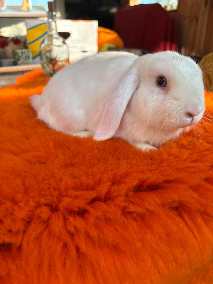 Lieve jonge satijn Nederlands Hangoor Dwerg konijnen te koop, Dieren en Toebehoren, Konijnen, Dwerg, Mannelijk, 0 tot 2 jaar, Hangoor