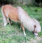 Weidemaatje aangeboden , lieve shet ruintje 2 jaar oud, Dieren en Toebehoren, Pony's, Gechipt, Ruin, 0 tot 2 jaar, A pony (tot 1.17m)