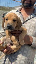 Eros (Pup 7), Particulier, Rabiës (hondsdolheid), 15 weken tot 1 jaar, Reu