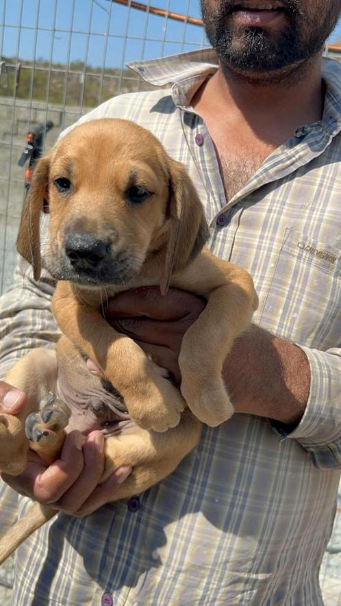Eros (Pup 7), Dieren en Toebehoren, Honden | Niet-rashonden, Reu, Particulier, Eén hond, Buitenland, 15 weken tot 1 jaar, CDV (hondenziekte)