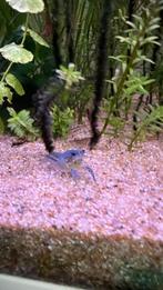 Blauwe Floridakreeft, Dieren en Toebehoren, Vissen | Aquariumvissen, Kreeft, Krab of Garnaal