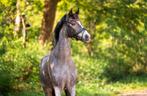 Knappe allround C pony, Dieren en Toebehoren, Pony's, Ruin, 11 jaar of ouder