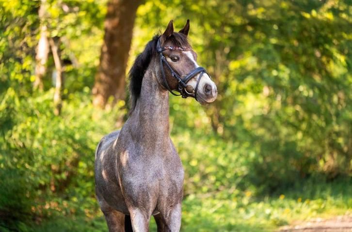 Knappe allround C pony, Dieren en Toebehoren, Pony's, Ruin, 11 jaar of ouder