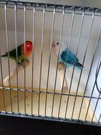 Jong koppel agapornissen, Dieren en Toebehoren, Vogels | Parkieten en Papegaaien, Meerdere dieren, Dwergpapegaai of Agapornis