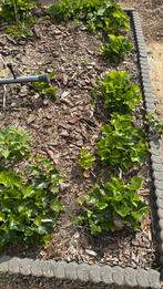 Mooie klimop gratis, Tuin en Terras, Planten | Tuinplanten, Ophalen, Zomer, Volle zon