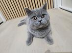 Britse korthaar, Dieren en Toebehoren, Poes, Ontwormd, 0 tot 2 jaar