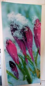 Krokussen in de sneeuw - Foto/Poster, Minder dan 50 cm, Ophalen of Verzenden, Zo goed als nieuw, Foto of Poster