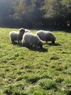 Mooie walliser Schwarznase ooien kruising, Vrouwelijk, Schaap