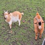 Te koop 2 mooie dwergbokjes dekrijp, Dieren en Toebehoren, Schapen, Geiten en Varkens, Mannelijk, Geit