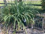 Vissen voor in een vijver en waterplanten, Ophalen