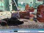 Julidochromis Marlieri Tanganyika Cichliden, Dieren en Toebehoren, Vissen | Aquariumvissen, Vis, Zoetwatervis