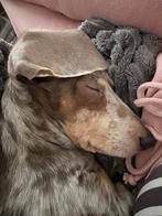 Nieuw tehuis gezocht…, Dieren en Toebehoren, Korthaar, Teef, Dwerg, Eén hond