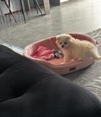 Boomer/(pomeranian) breed, Dieren en Toebehoren, Rabiës (hondsdolheid), Overige rassen, 8 tot 15 weken, Teef