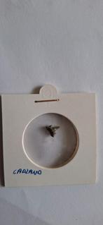 Fossiele haaientand uit Cadzand, Ophalen of Verzenden, Fossiel