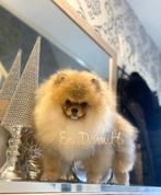 Pup Dwergkees / Pomeranian Pomeriaan (Type Boo, Teddy, Dieren en Toebehoren, Particulier, Rabiës (hondsdolheid), Buitenland, Reu