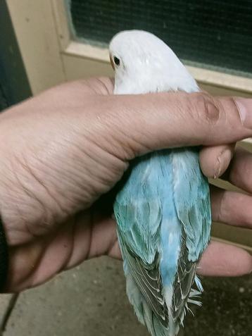 Prachtige jonge agapornis fisheri opaline turquoise man  beschikbaar voor biedingen