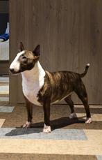 Miniatuur bullterrier pups, Dieren en Toebehoren, Bull Terriër, CDV (hondenziekte), 8 tot 15 weken, Meerdere