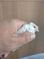 Mooie putter pleegouders, Dieren en Toebehoren, Vogels | Overige Vogels, Mannelijk, Wildzangvogel