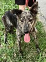 ZEER URENT SONYA MIDDELMAAT WIL LIEFDE EN WARMTE, Dieren en Toebehoren, Honden | Niet-rashonden, Particulier, 1 tot 2 jaar, Buitenland