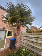 Palmboom, Zomer, Palmboom, 400 cm of meer, Ophalen