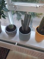 Cactus, Ophalen of Verzenden