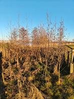 Jonge Els es, eik en esdoorn., Tuin en Terras, Planten | Bomen, Ophalen of Verzenden, Overige soorten, Minder dan 100 cm