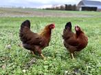 Jonge tamme Welsumer kriel kippen gesekst en ingeënt, Dieren en Toebehoren, Vrouwelijk, Kip